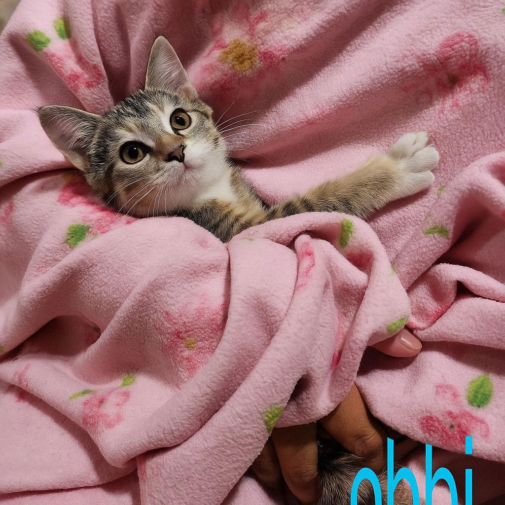 BOBBI, Adoptable, Young Female Tabby.