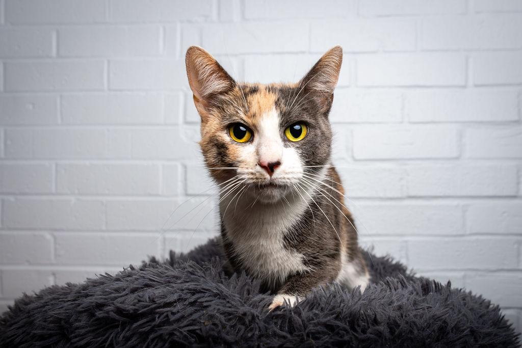 Enlarge Mimi, a ADOPTABLE Domestic Short Hair in Bowie, MD image 1/1