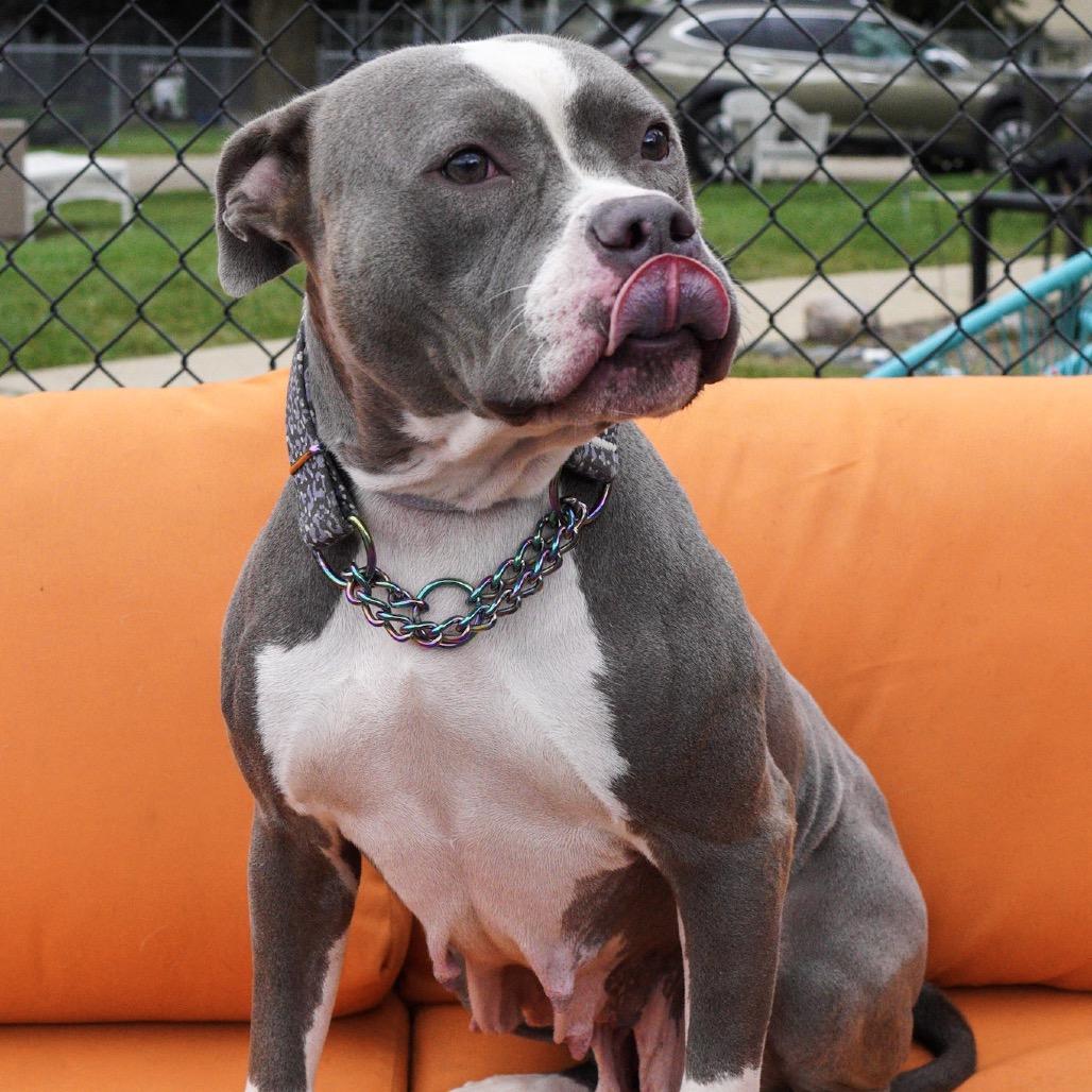 Eve, Adoptable, Adult Female Pit Bull Terrier.