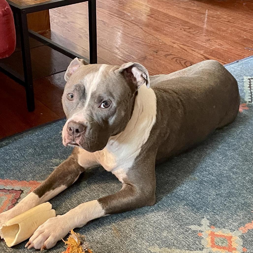 Eve, a Adoptable Pit Bull Terrier in Northbrook, IL image 3/4