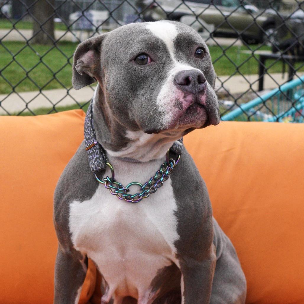 Eve, a Adoptable Pit Bull Terrier in Northbrook, IL image 4/4