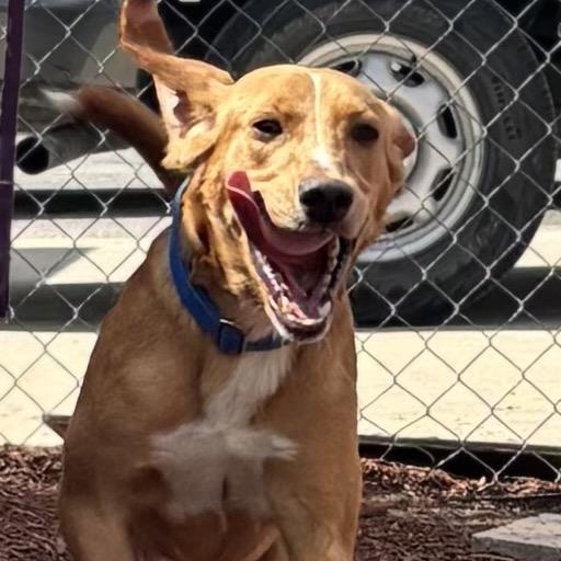 Hank, Adoptable, Young Male Yellow Labrador Retriever & Hound.