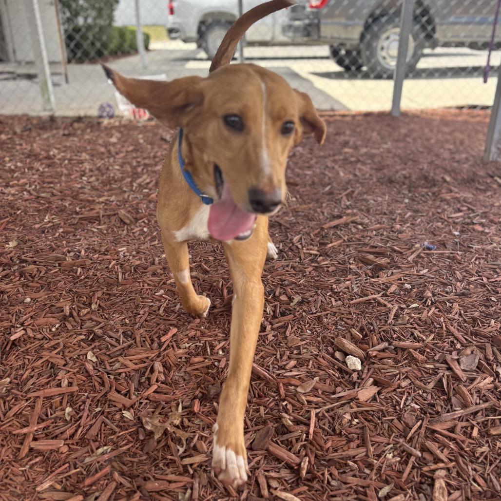 Enlarge Hank, a Adoptable mixed breed in Bronson, FL image 2/3