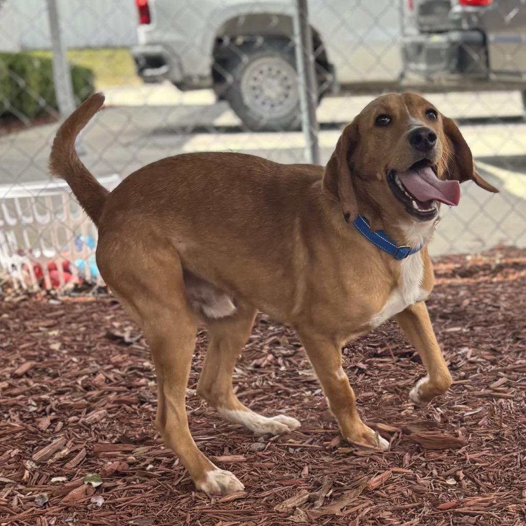 Enlarge Hank, a Adoptable mixed breed in Bronson, FL image 3/3