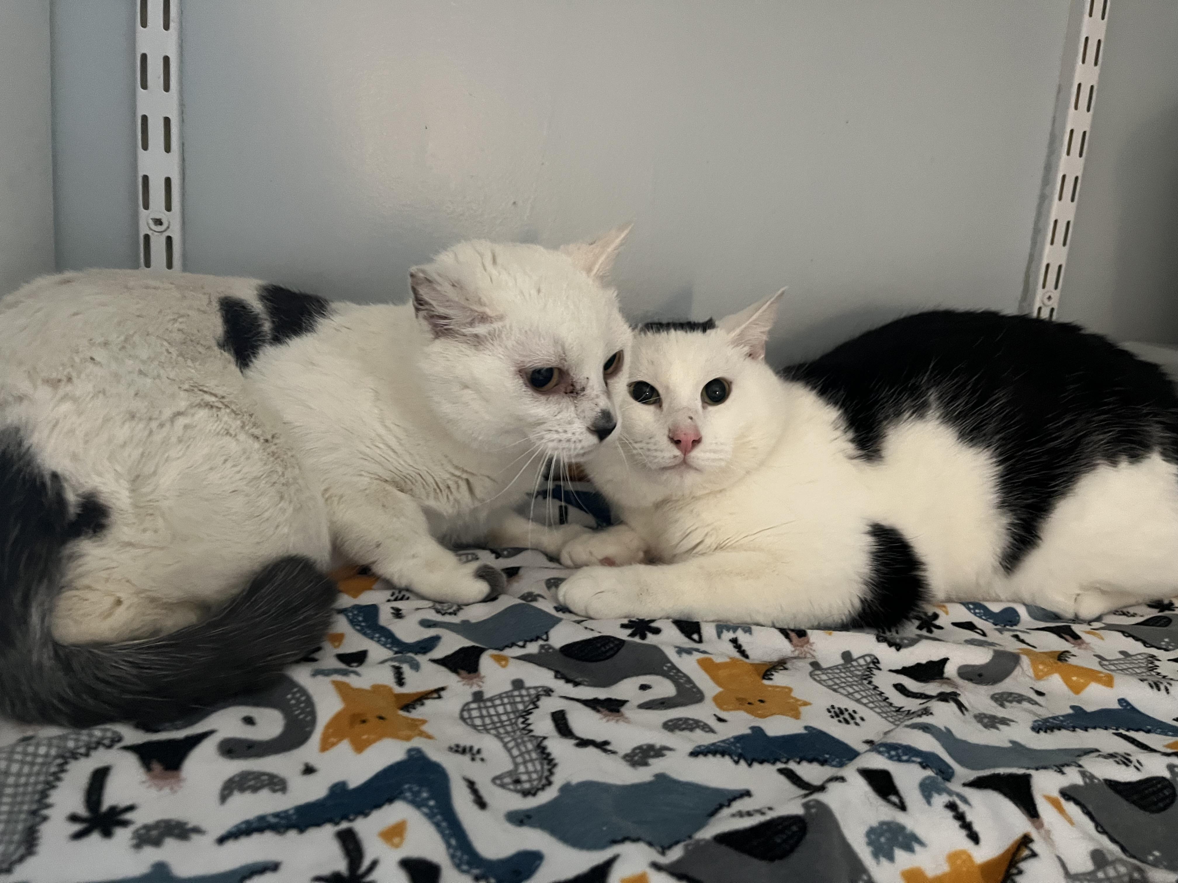 Enlarge O'Kelley, a ADOPTABLE Domestic Short Hair in Salisbury, MA image 3/4