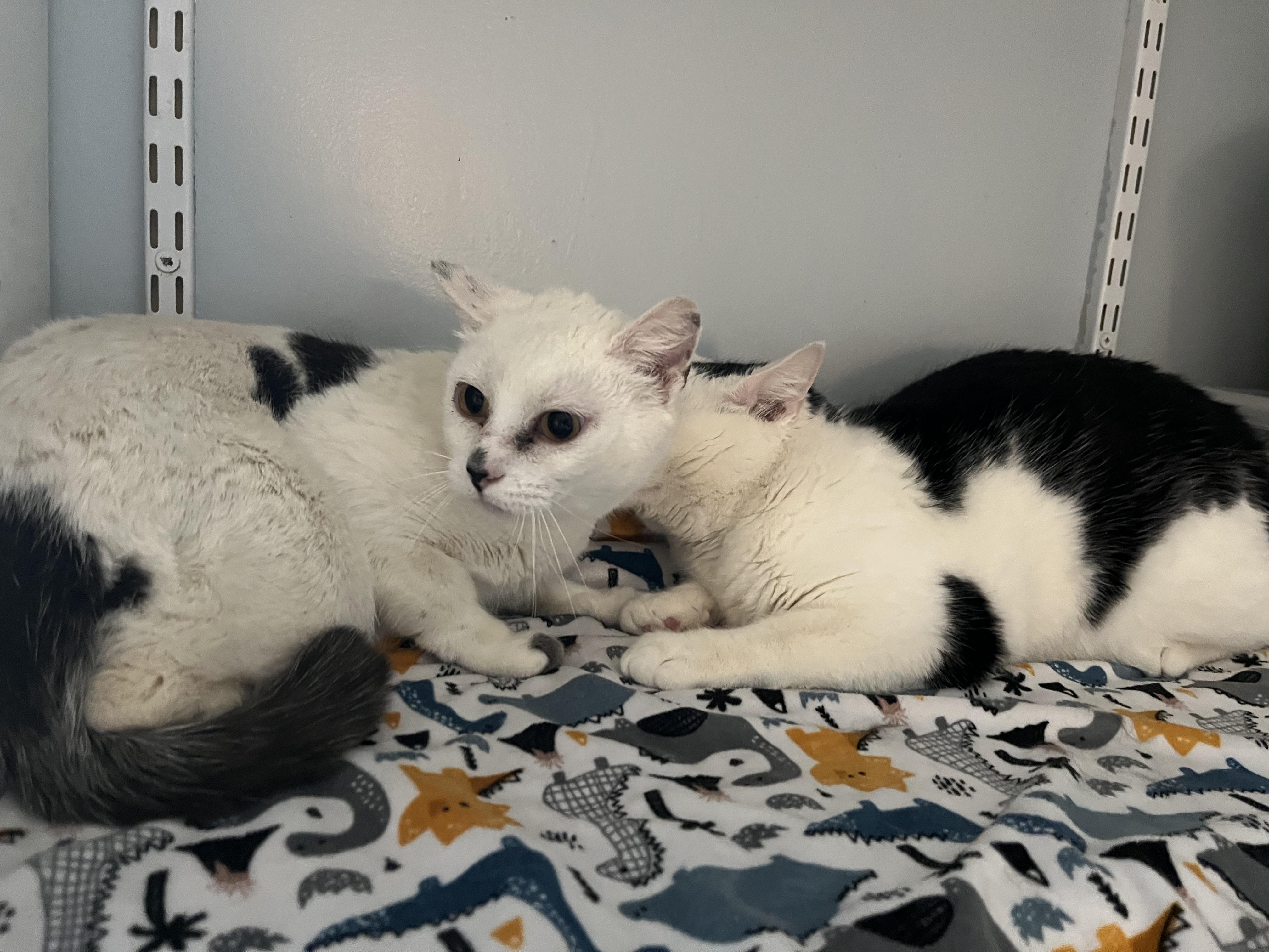 O'Kelley, ADOPTABLE, Adult Female Domestic Short Hair.