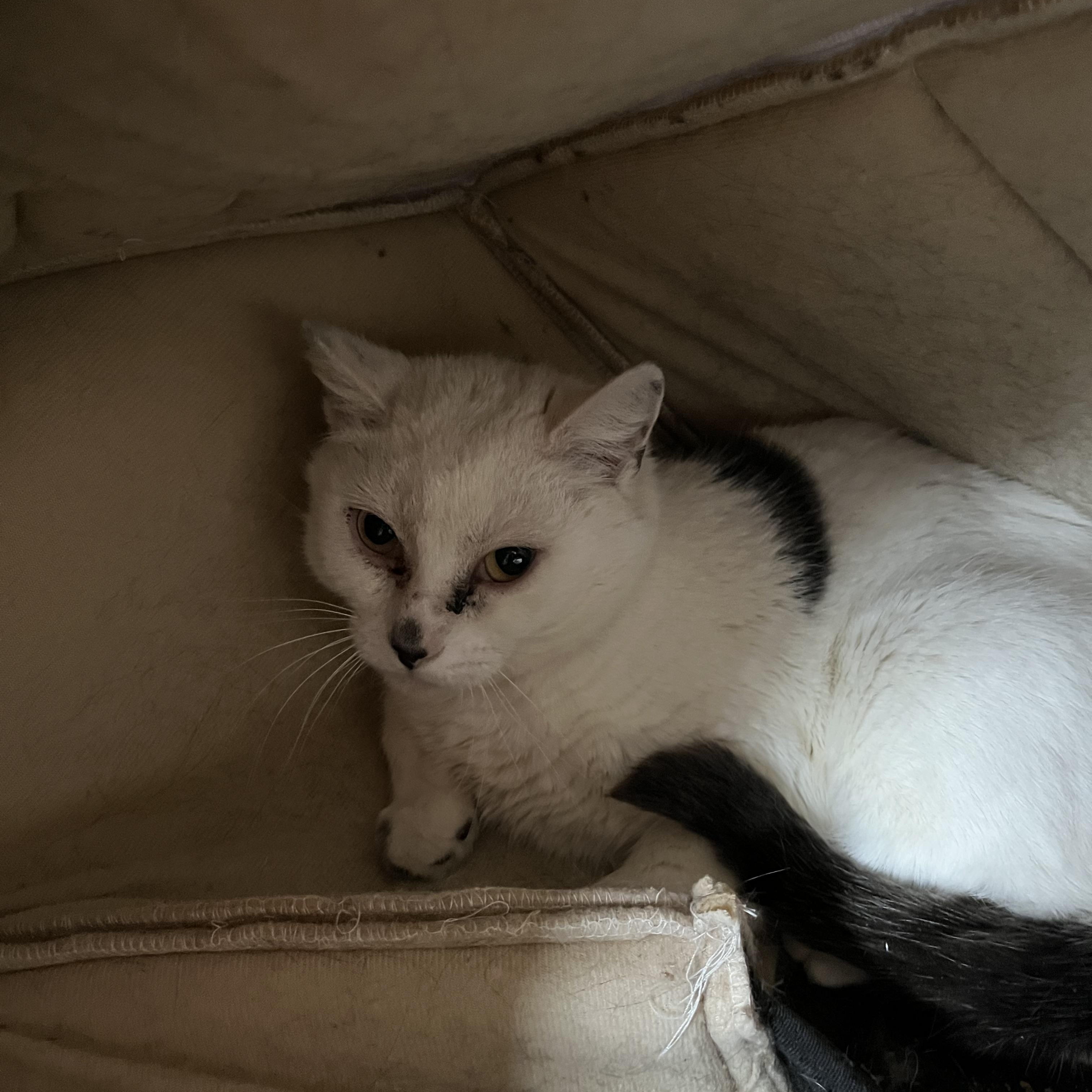 Enlarge O'Kelley, a ADOPTABLE Domestic Short Hair in Salisbury, MA image 2/4