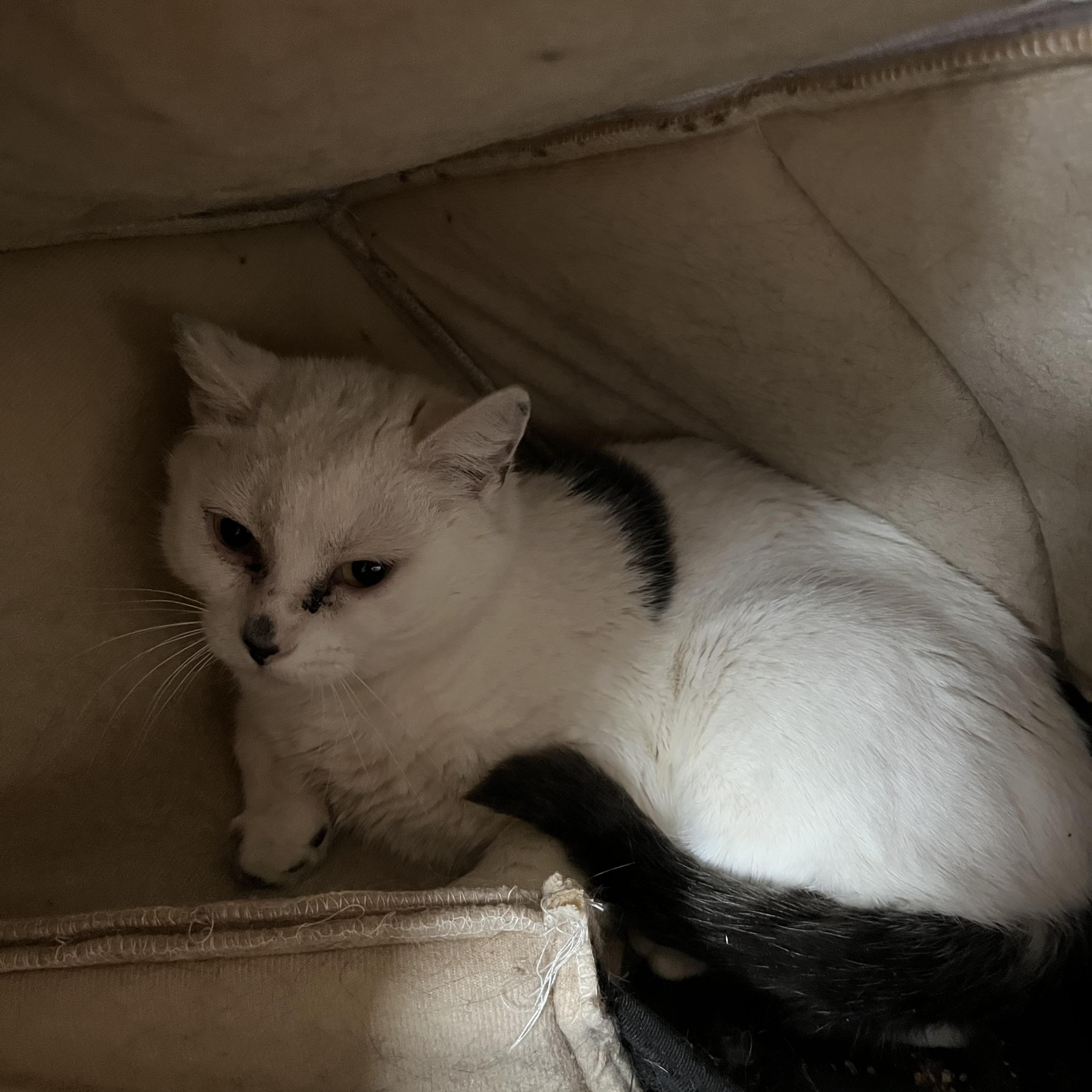 Enlarge O'Kelley, a ADOPTABLE Domestic Short Hair in Salisbury, MA image 4/4