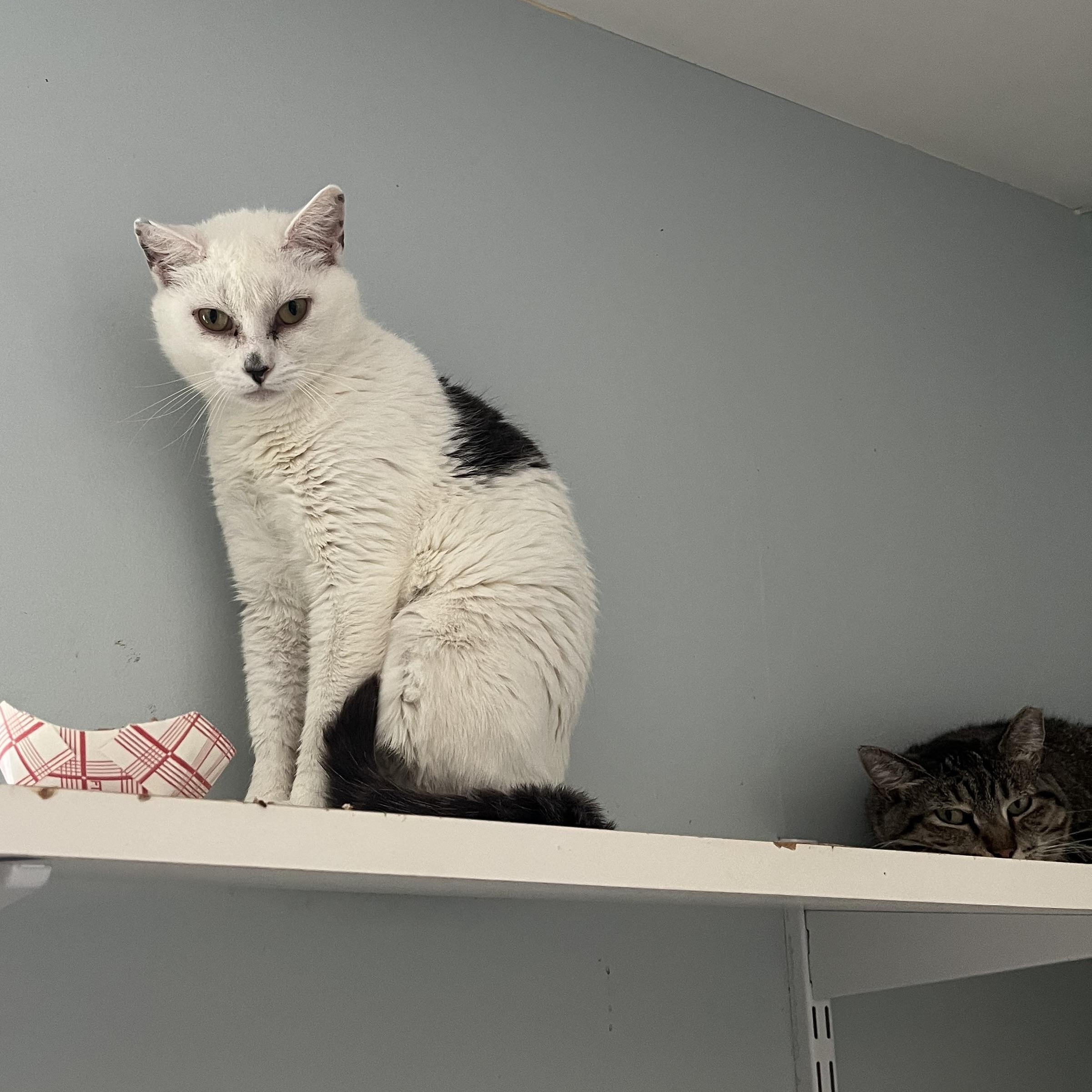 Enlarge O'Kelley, a ADOPTABLE Domestic Short Hair in Salisbury, MA image 2/4