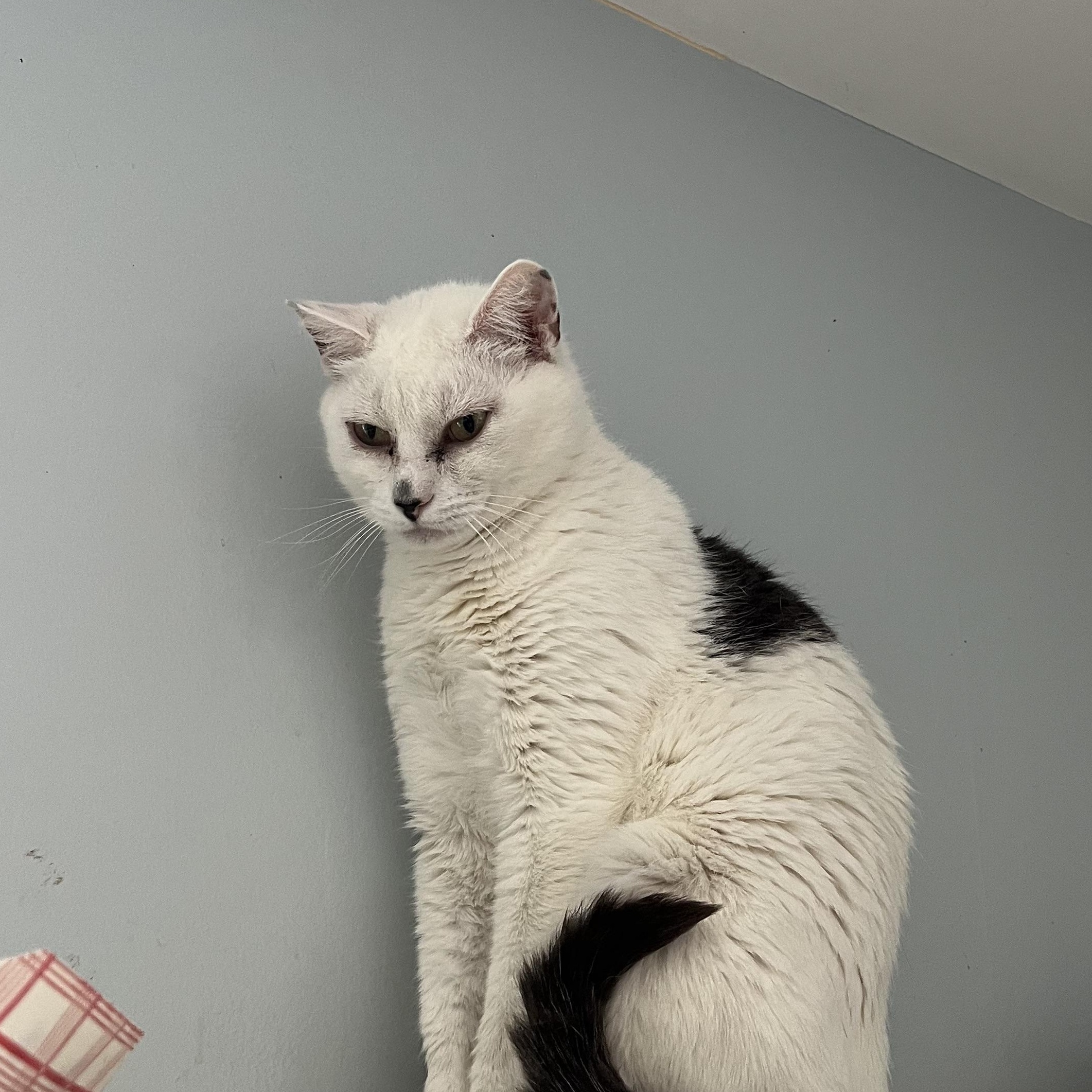 Enlarge O'Kelley, a ADOPTABLE Domestic Short Hair in Salisbury, MA image 1/4