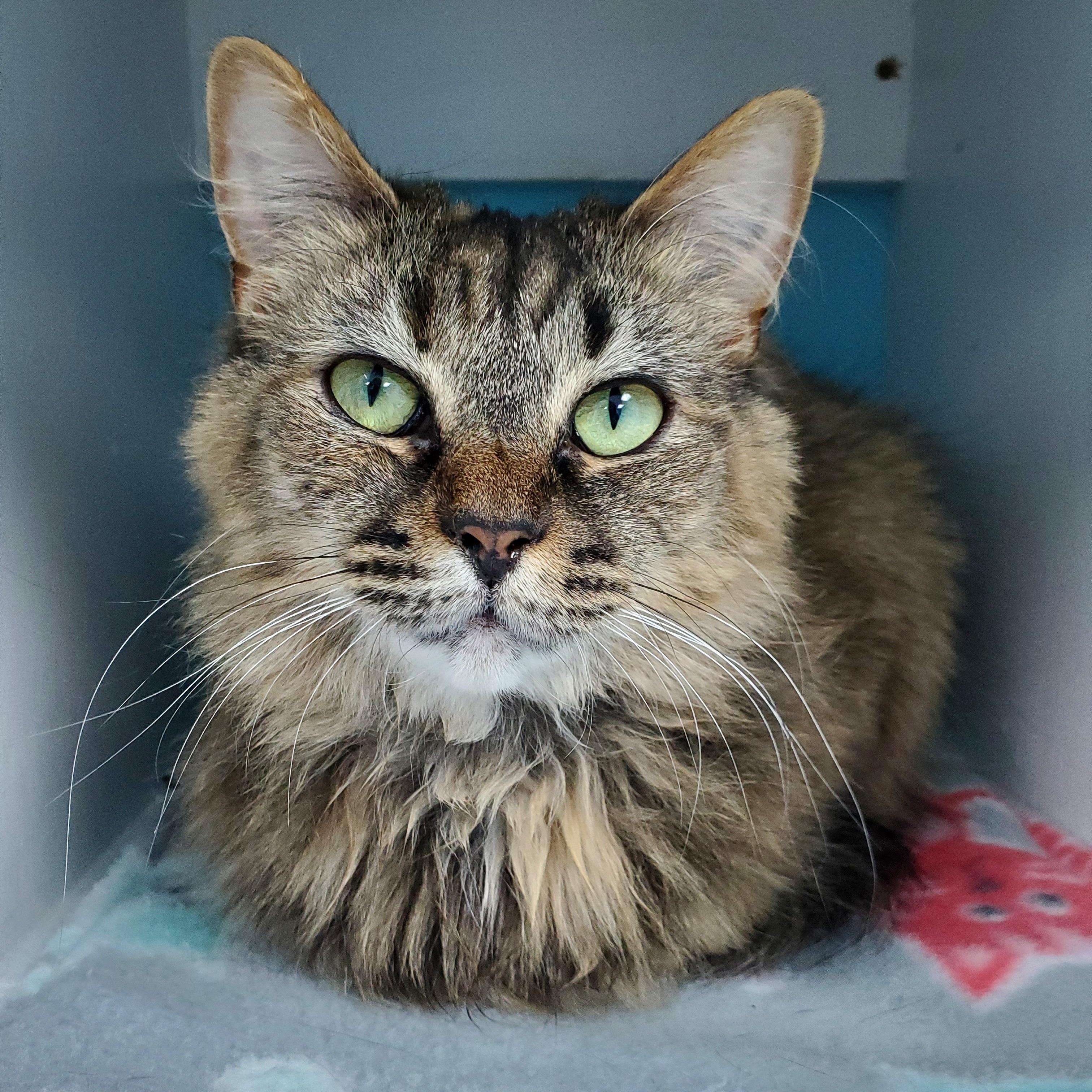 Polly - Purrmanent Resident, a ADOPTABLE Domestic Medium Hair in Grand Rapids, MI image 4/6
