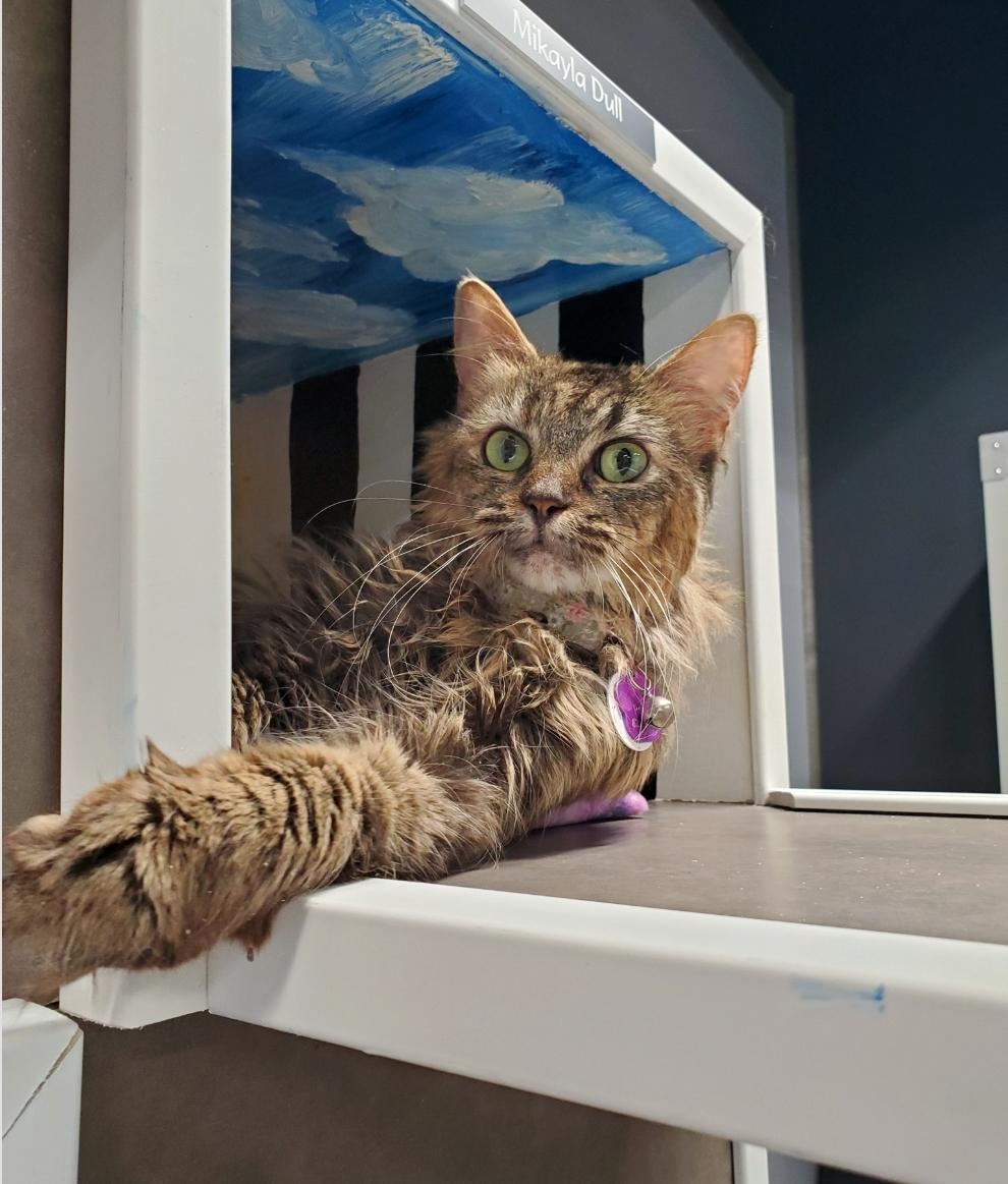 Polly - Purrmanent Resident, a ADOPTABLE Domestic Medium Hair in Grand Rapids, MI image 5/6