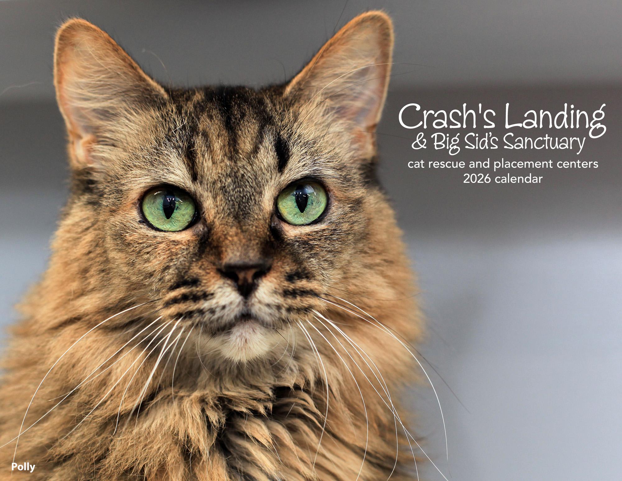 Polly - Purrmanent Resident, ADOPTABLE, Senior Female Domestic Medium Hair.