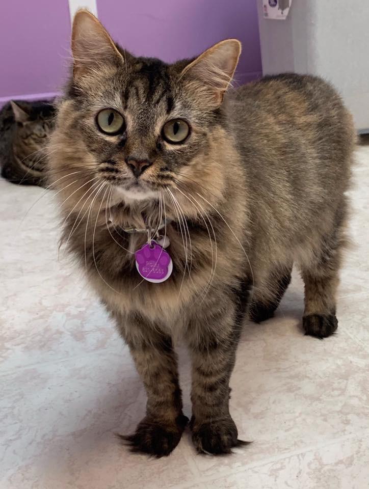 Polly - Purrmanent Resident, a ADOPTABLE Domestic Medium Hair in Grand Rapids, MI image 2/6
