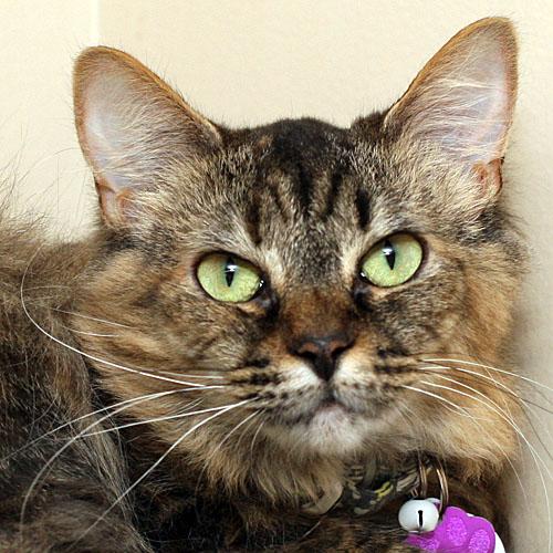 Polly - Purrmanent Resident, a ADOPTABLE Domestic Medium Hair in Grand Rapids, MI image 3/6