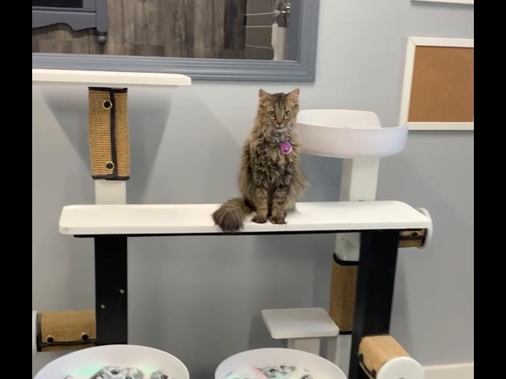 Polly - Purrmanent Resident, a ADOPTABLE Domestic Medium Hair in Grand Rapids, MI image 6/6