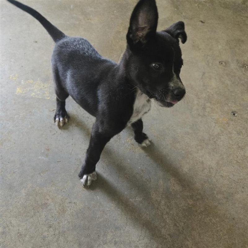 Tuck, Adopted, Puppy Male Australian Cattle Dog / Blue Heeler.