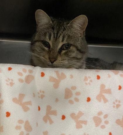 Edgar, Adoptable, Kitten Male Domestic Short Hair & Domestic Short Hair.