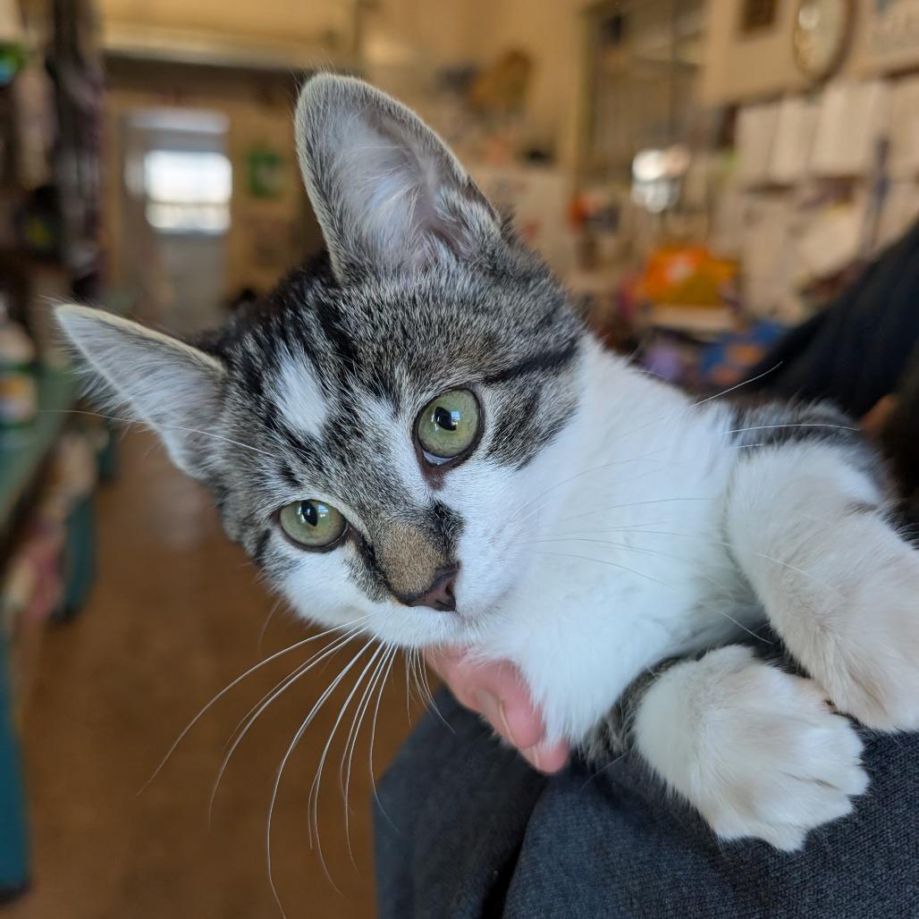 Elias, Adoptable, Kitten Male Domestic Short Hair.