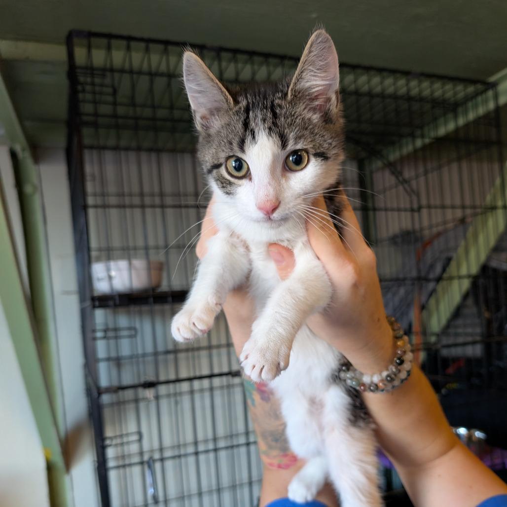 Enlarge Elias, a Adoptable Domestic Short Hair in South Haven, MI image 2/2