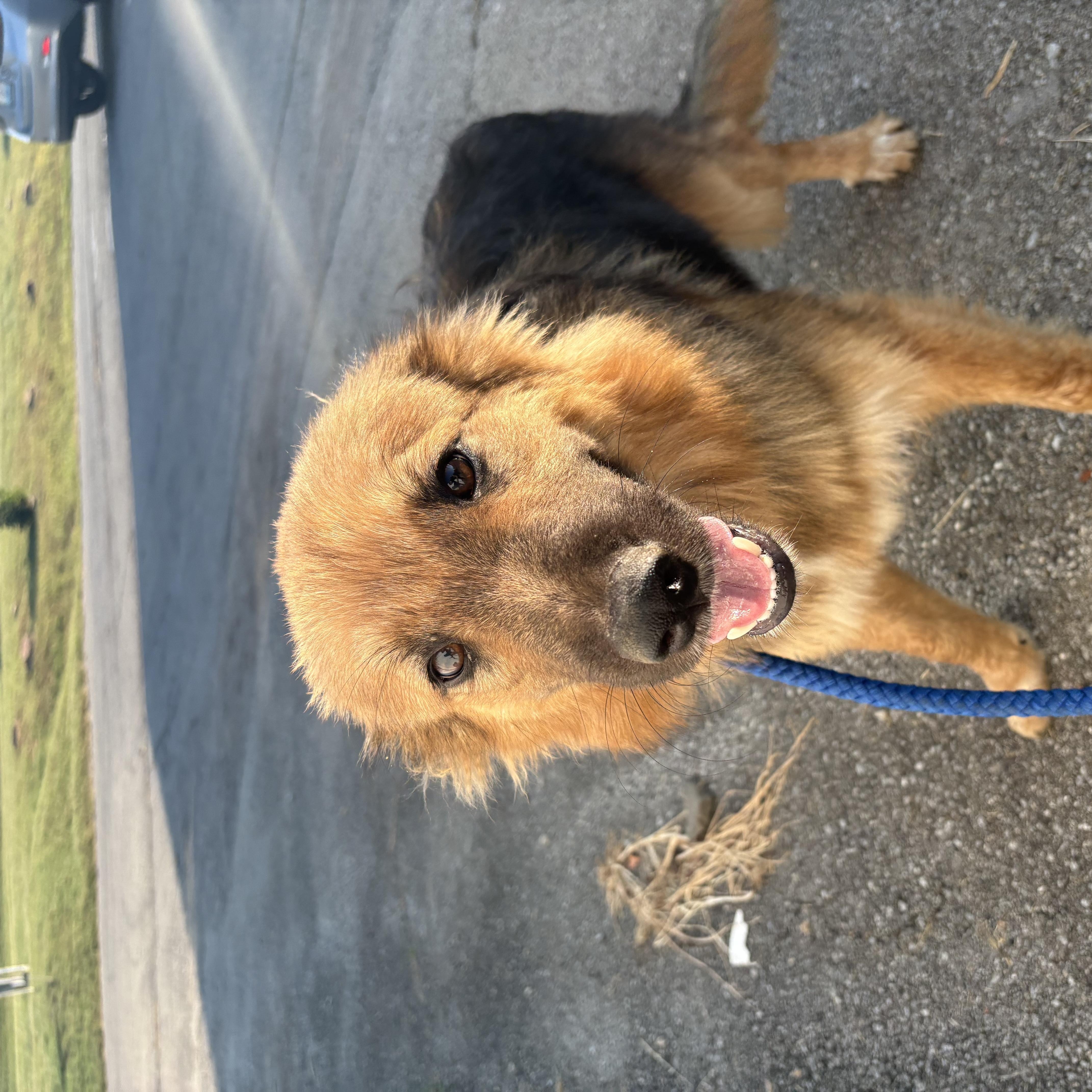 Chewbacca, a ADOPTABLE mixed breed in Bardstown, KY image 4/5