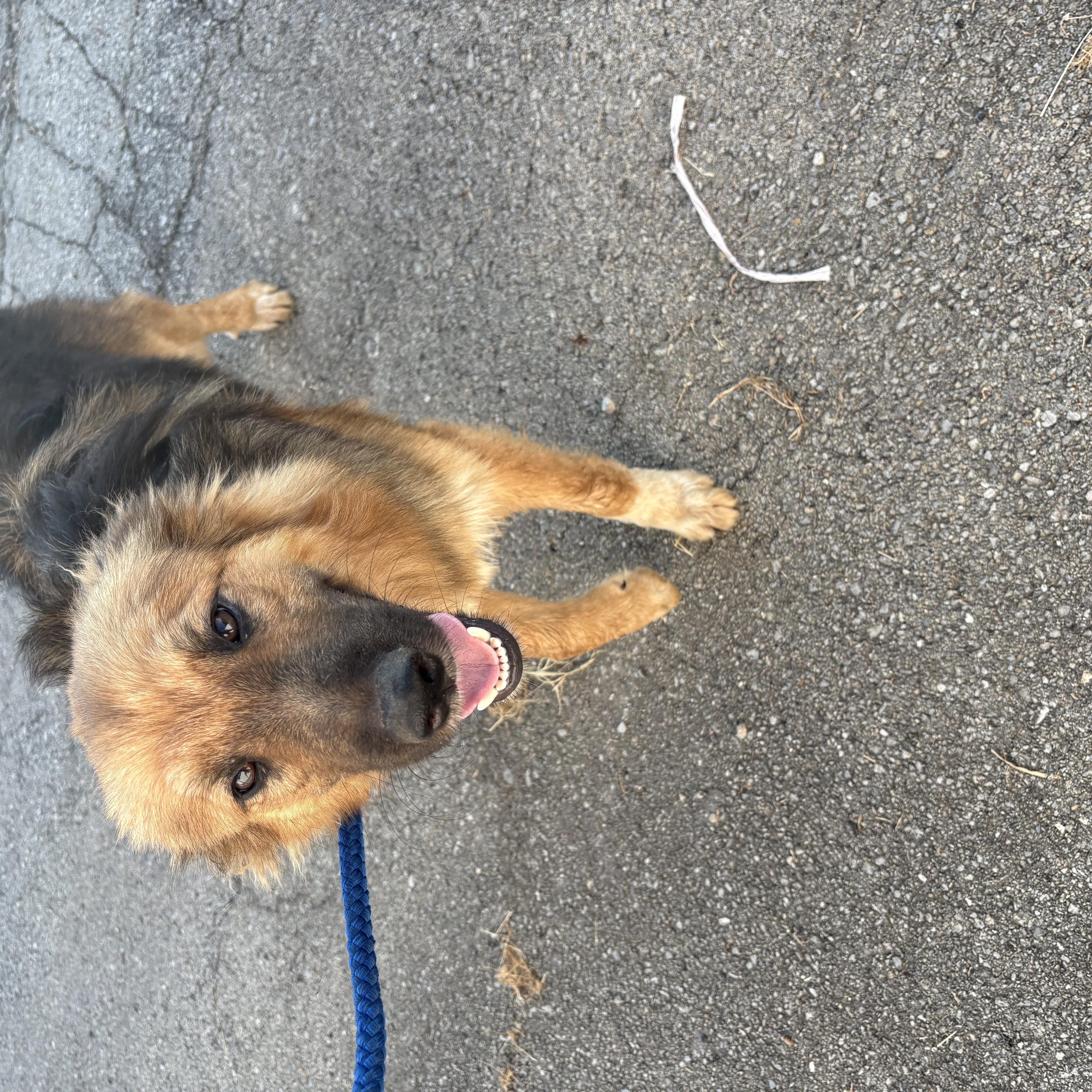 Chewbacca, a ADOPTABLE mixed breed in Bardstown, KY image 5/5