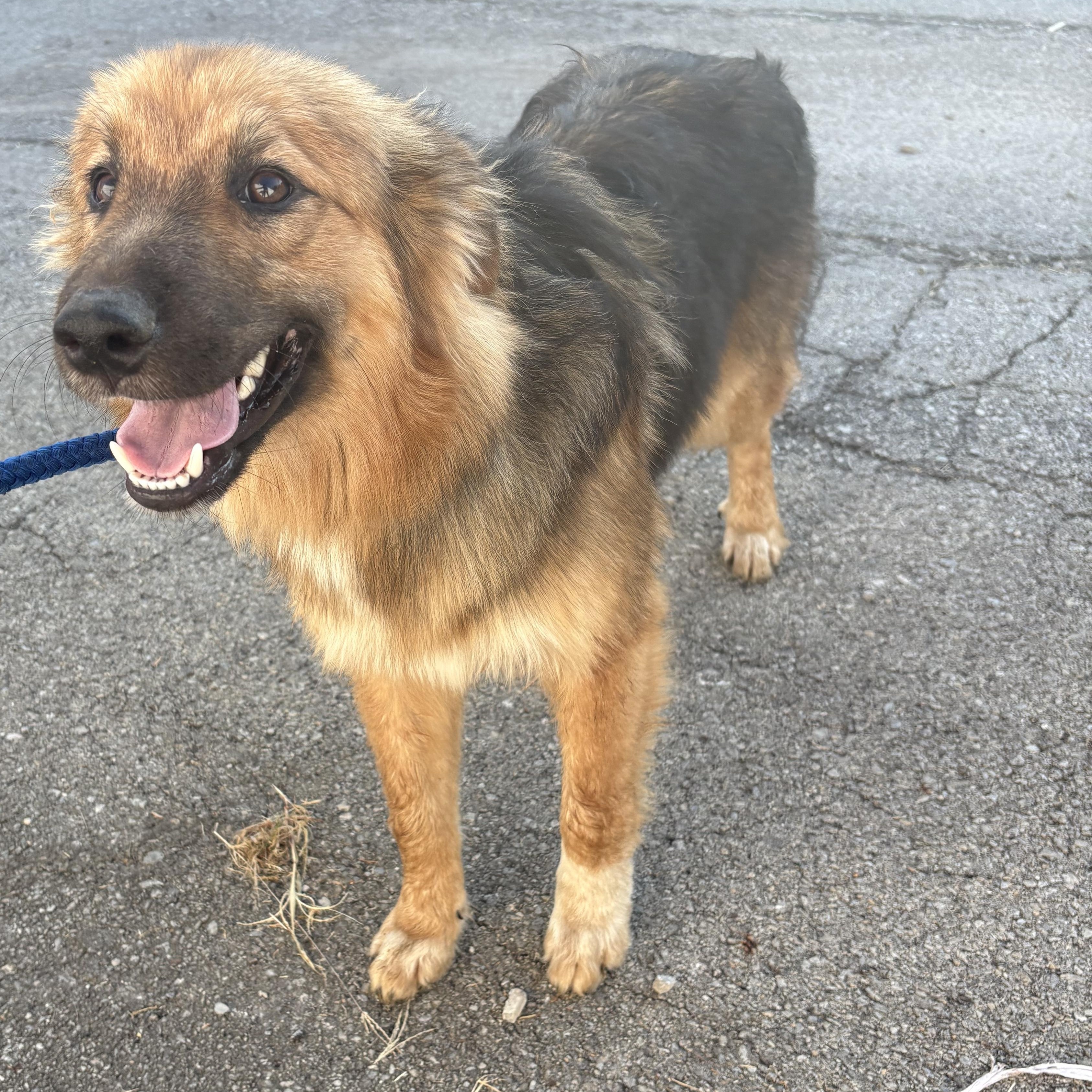 Chewbacca, a ADOPTABLE mixed breed in Bardstown, KY image 1/5