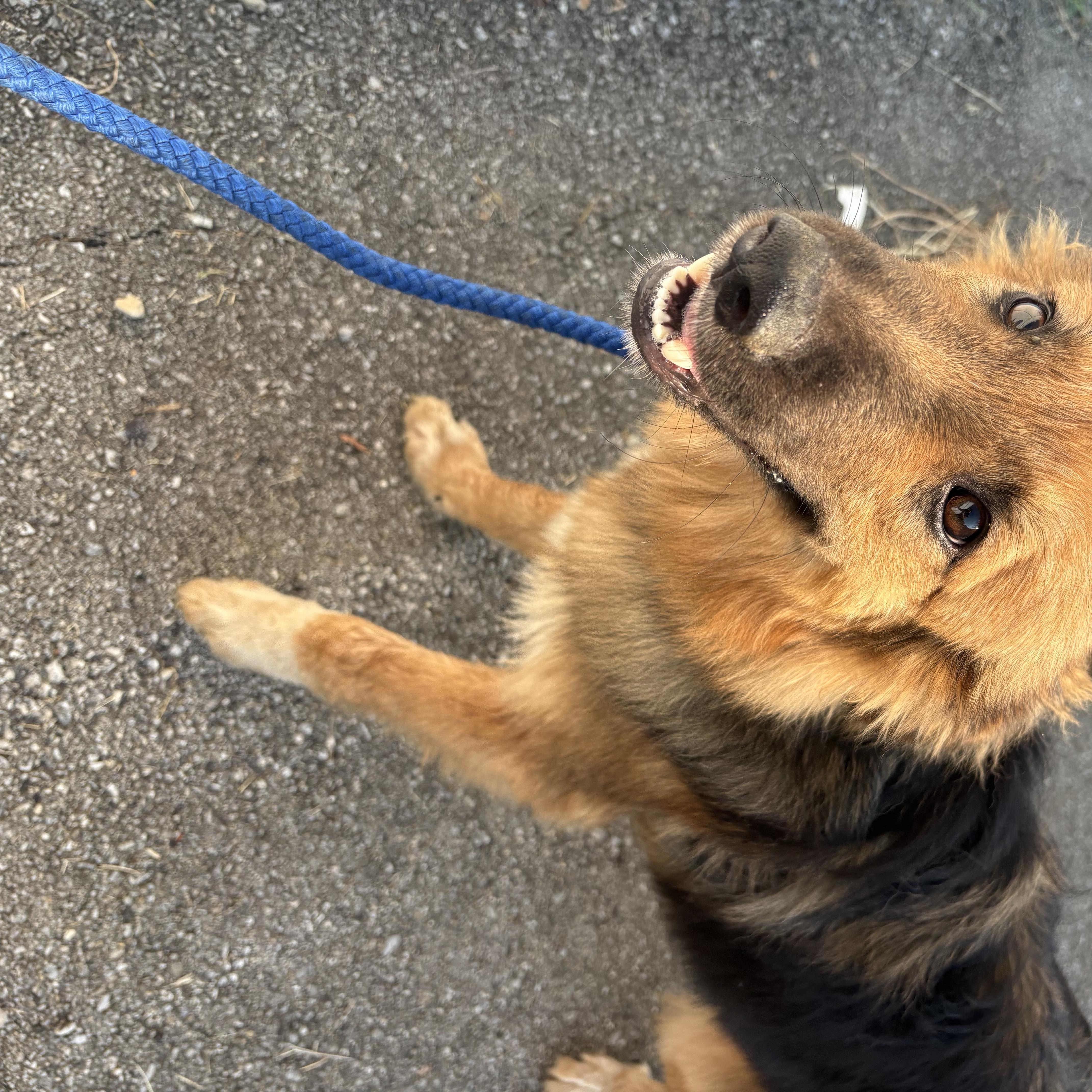 Chewbacca, a ADOPTABLE mixed breed in Bardstown, KY image 3/5