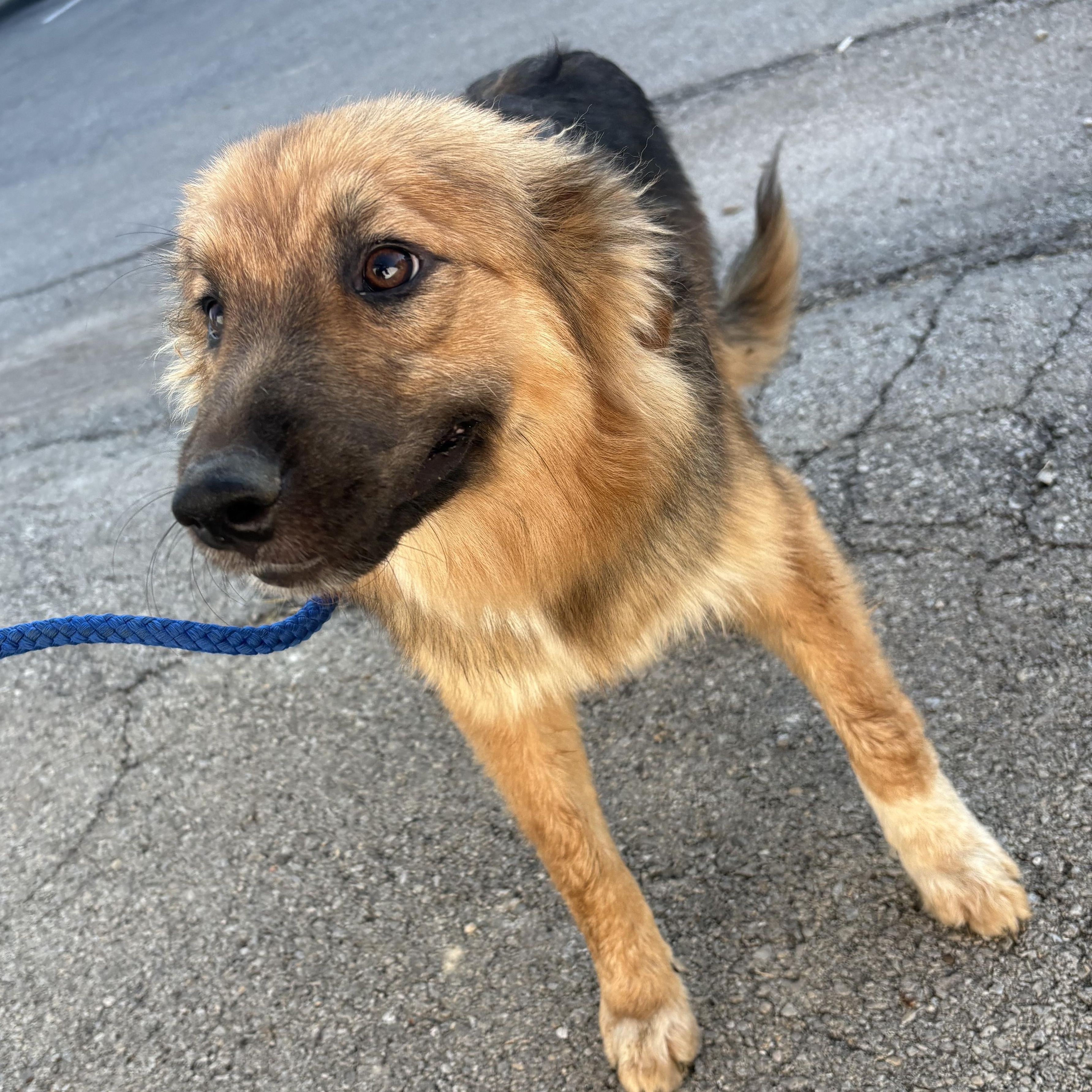 Chewbacca, a ADOPTABLE mixed breed in Bardstown, KY image 2/5
