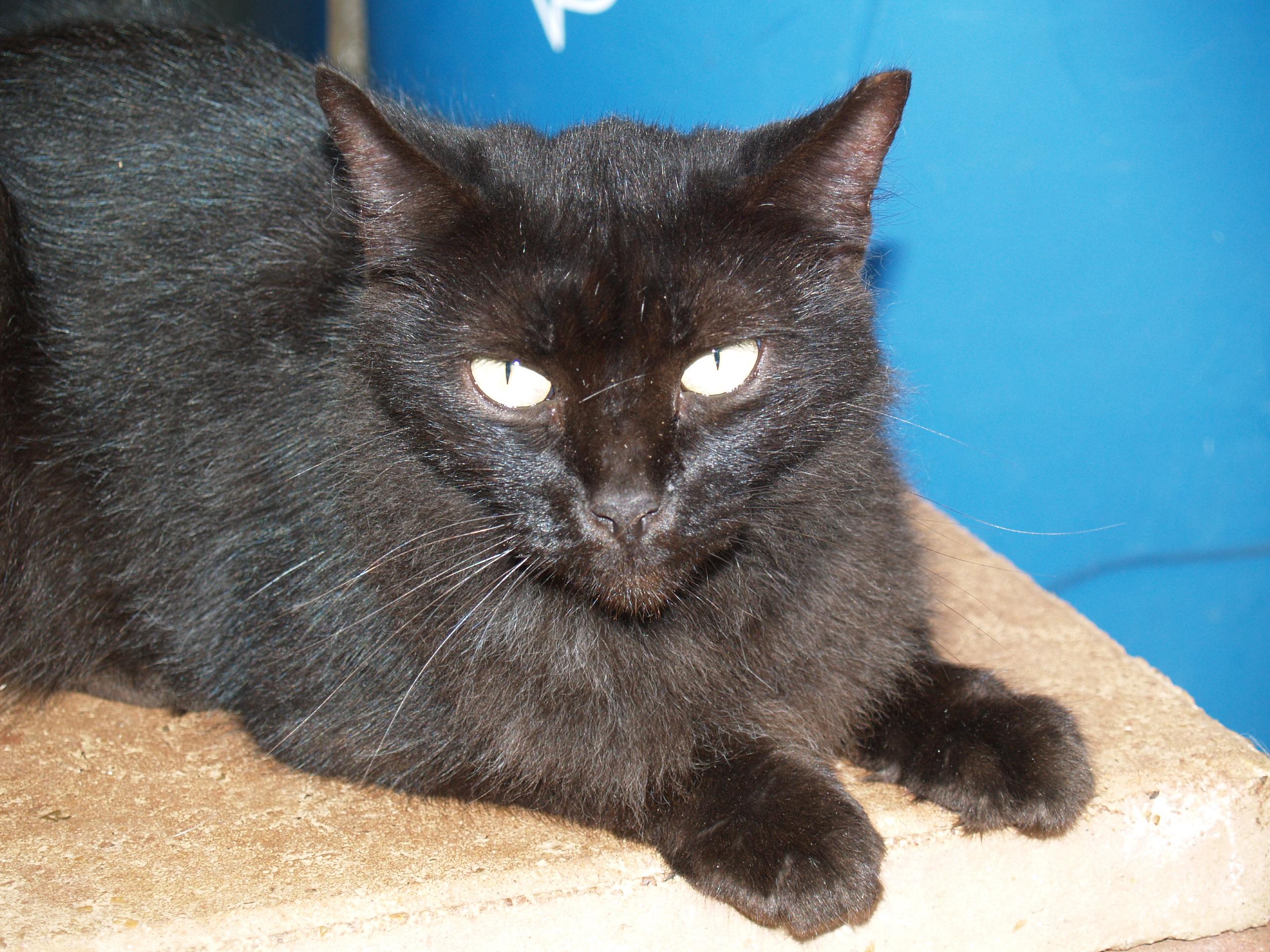 Onyx, Adoptable, Young Female Domestic Short Hair.