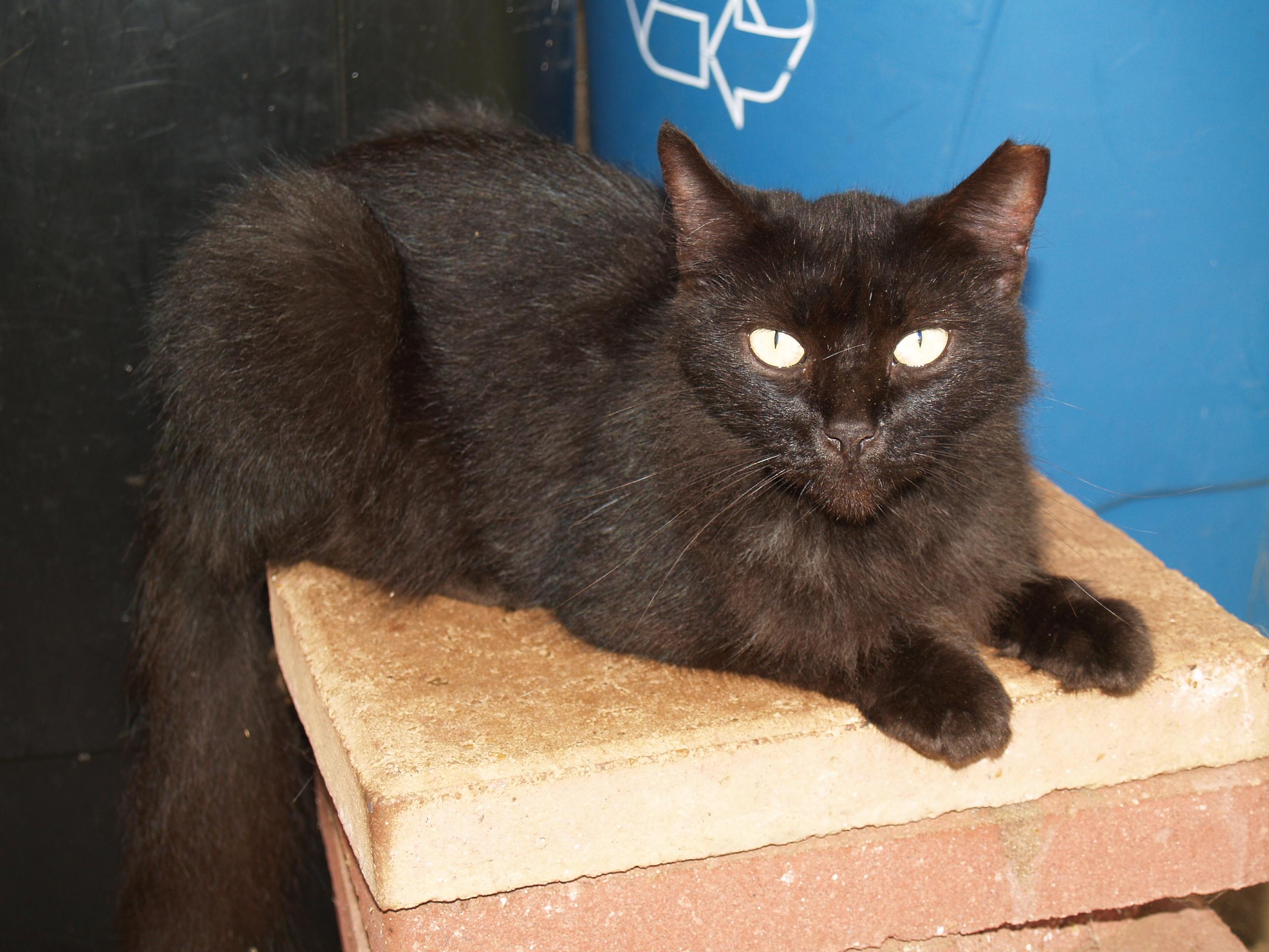 Onyx, a Adoptable Domestic Short Hair in Bigfoot, TX image 2/4