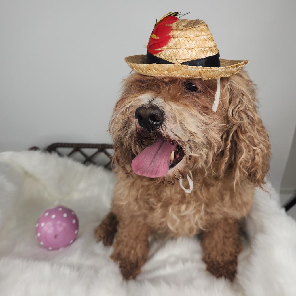 Enlarge Prince Edward, a Adoptable Miniature Poodle in Fort Wayne, IN image 2/2