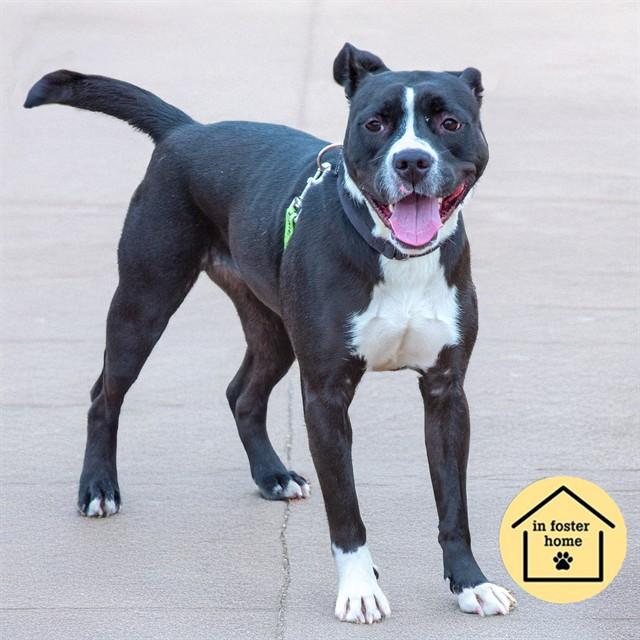BELLA, Adoptable, Young Female Pit Bull Terrier & Mixed Breed.
