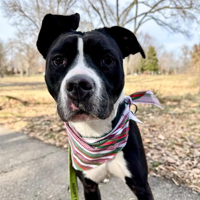 BELLA, Adoptable, Young Female Pit Bull Terrier & Mixed Breed.