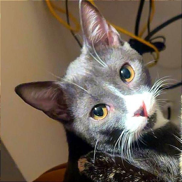 Enlarge Dakota, a Adoptable Domestic Short Hair in Hampton Bays, NY image 1/6