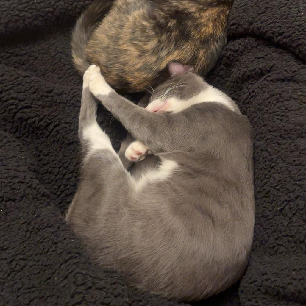 Enlarge Dakota, a Adoptable Domestic Short Hair in Hampton Bays, NY image 2/6