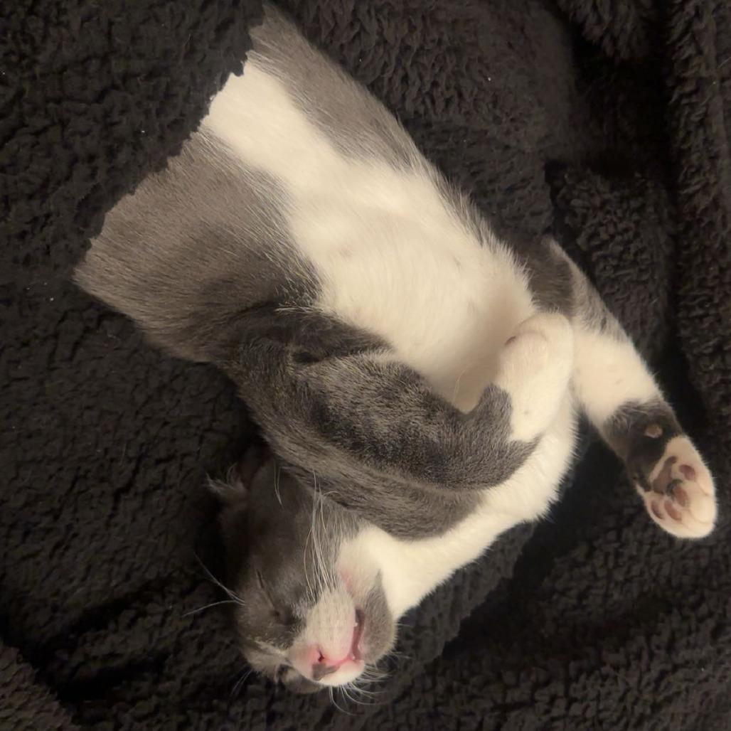 Enlarge Dakota, a Adoptable Domestic Short Hair in Hampton Bays, NY image 4/6