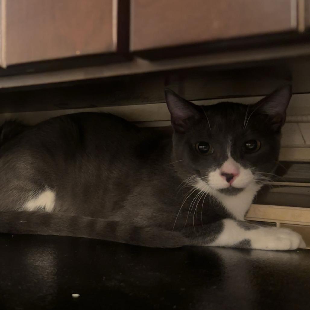 Enlarge Dakota, a Adoptable Domestic Short Hair in Hampton Bays, NY image 5/6