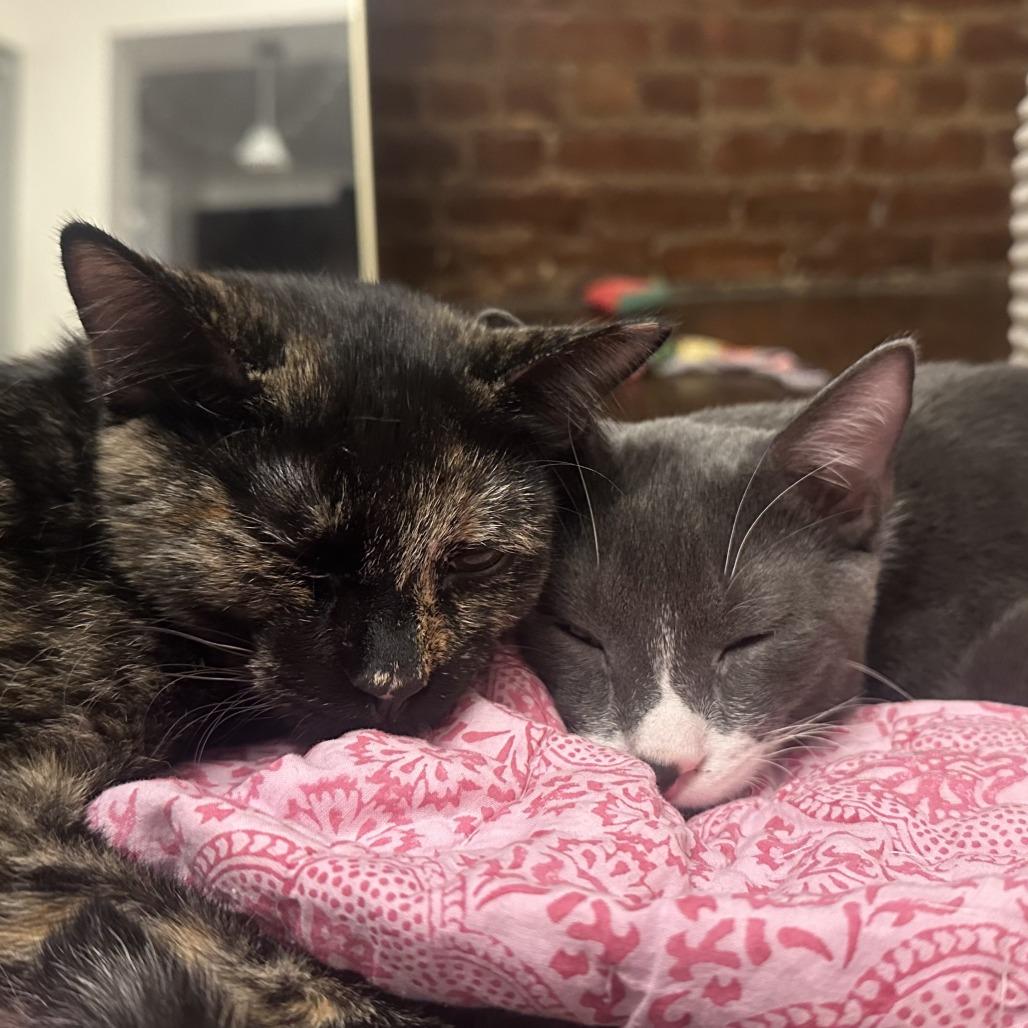 Enlarge Dakota, a Adoptable Domestic Short Hair in Hampton Bays, NY image 6/6