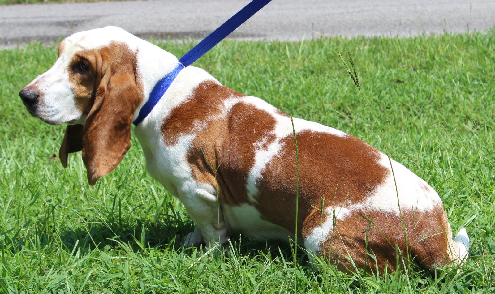 Howard 43880, Adopted, Adult Male Basset Hound.