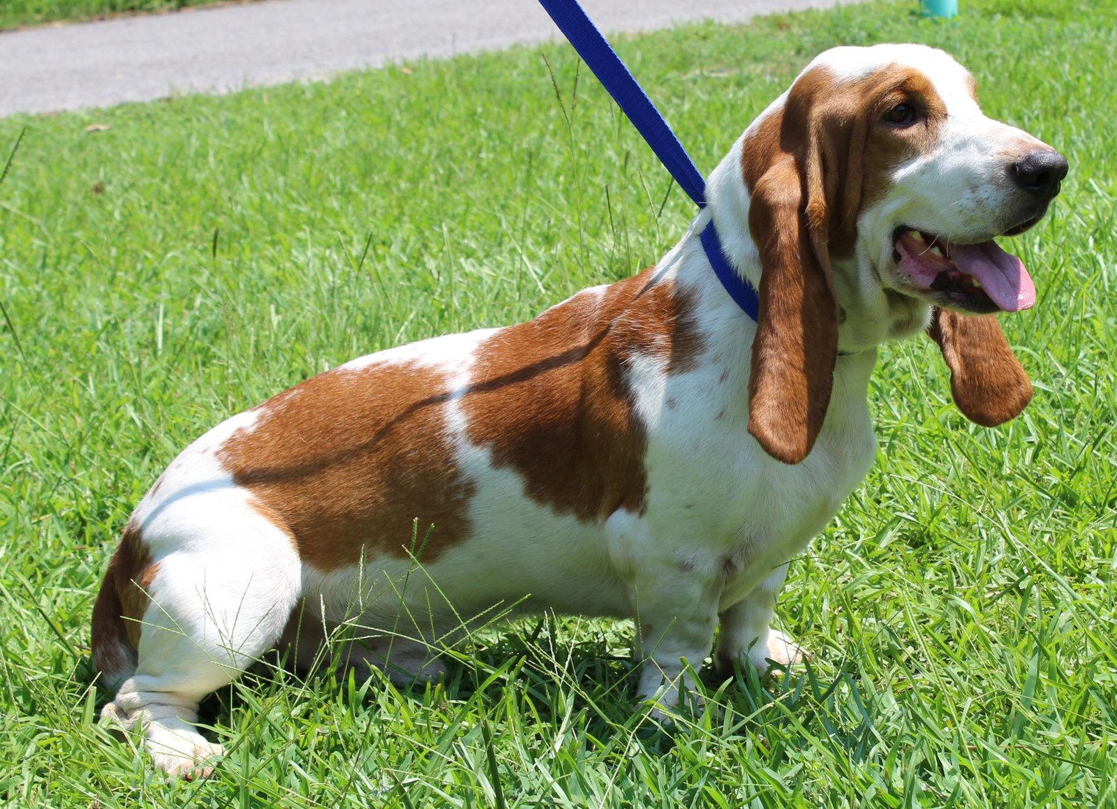 Enlarge Howard 43880, a Adopted Basset Hound in Prattville, AL image 2/3