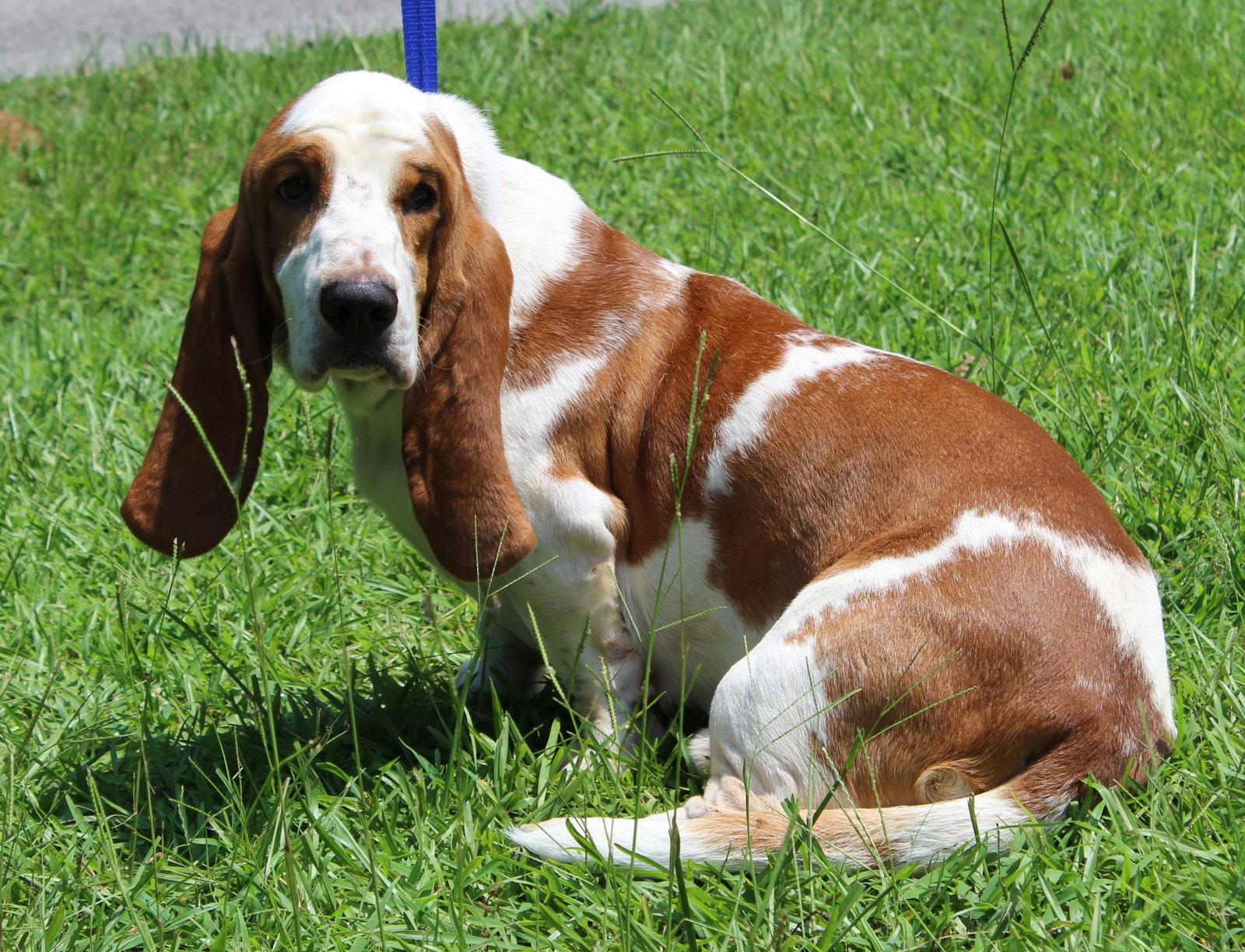 Enlarge Howard 43880, a Adopted Basset Hound in Prattville, AL image 3/3