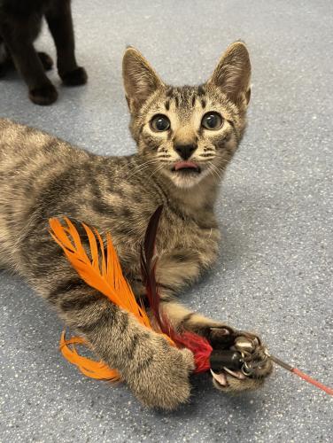 Enlarge Stuart, a Adoptable Domestic Short Hair in St. Johnsbury, VT image 1/3