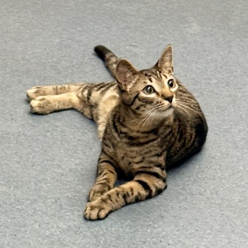 Enlarge Stuart, a Adoptable Domestic Short Hair in St. Johnsbury, VT image 1/3