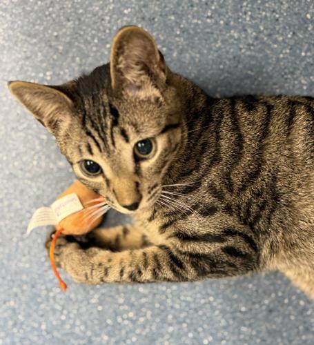 Enlarge Stuart, a Adoptable Domestic Short Hair in St. Johnsbury, VT image 2/3