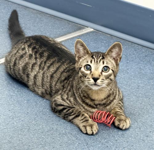 Enlarge Stuart, a Adoptable Domestic Short Hair in St. Johnsbury, VT image 3/3