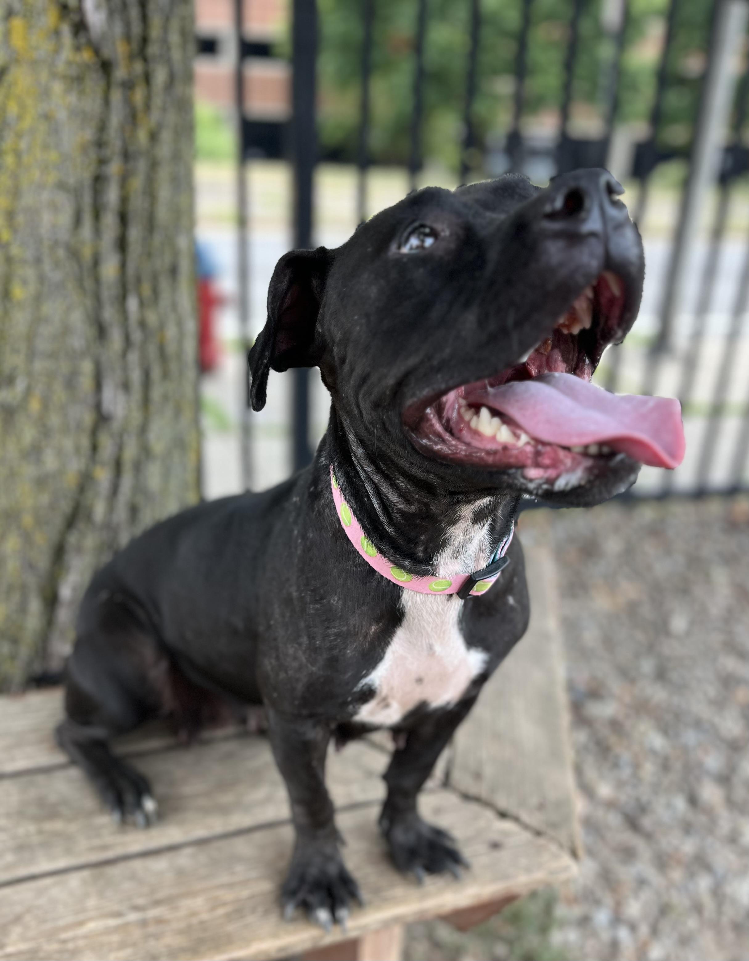Audrina, a ADOPTABLE mixed breed in Buffalo, NY image 3/6