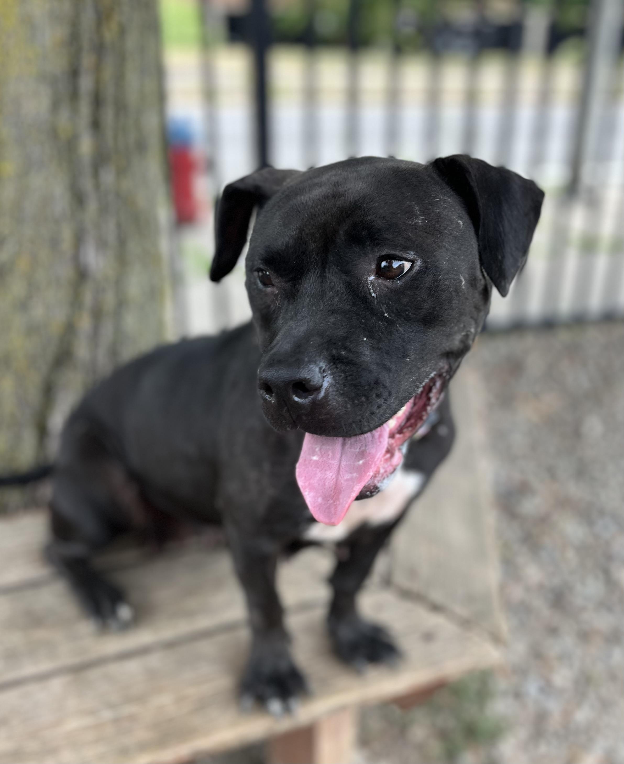 Audrina, a ADOPTABLE mixed breed in Buffalo, NY image 2/6