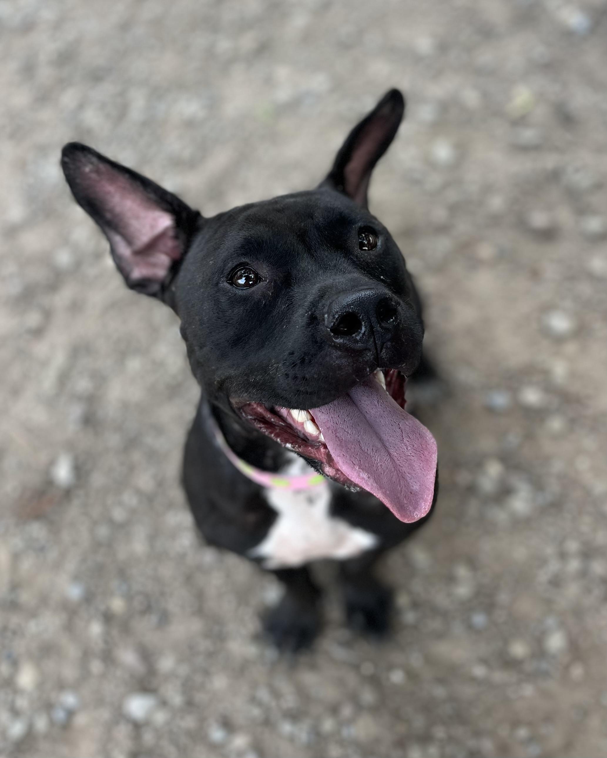 Audrina, a ADOPTABLE mixed breed in Buffalo, NY image 5/6