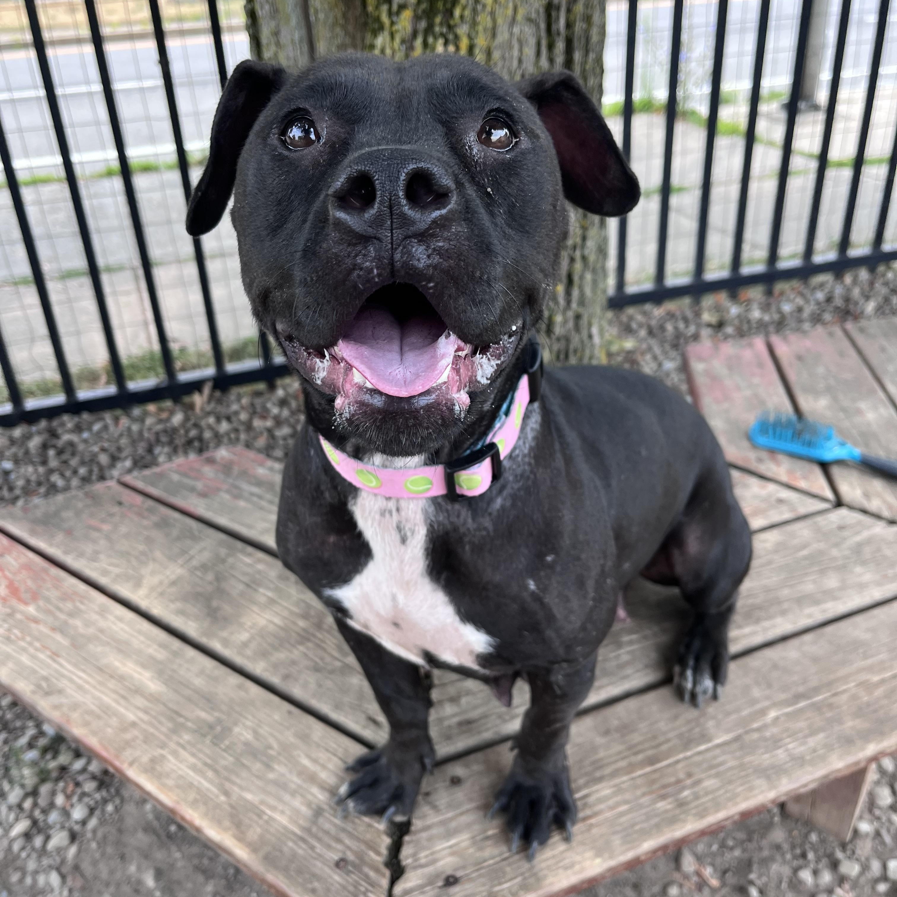 Audrina, a ADOPTABLE mixed breed in Buffalo, NY image 6/6